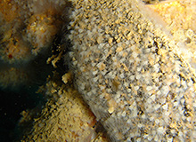 イガイに付着したミズクラゲのポリプ イメージ